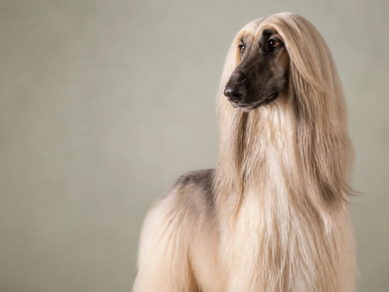 Healthy adult Afghan Hound breed portrait