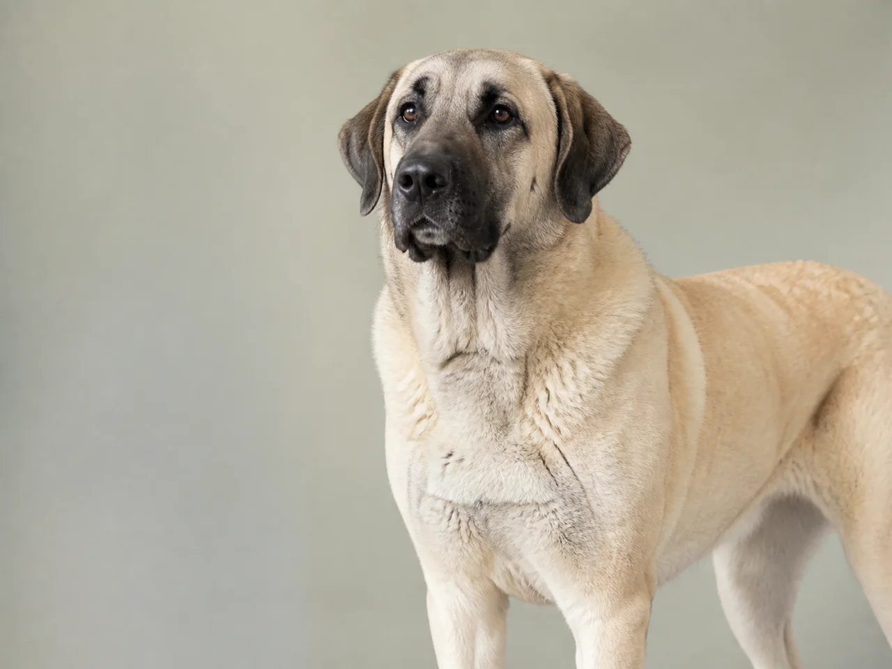 Healthy adult Anatolian Shepherd Dog breed portrait