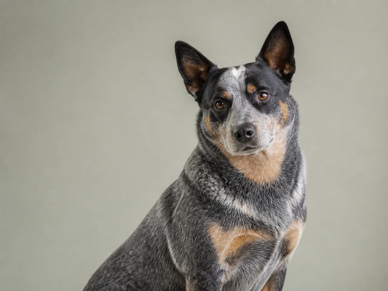 Healthy adult Australian Cattle Dog breed portrait