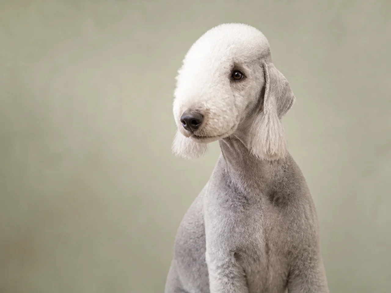 Healthy adult Bedlington Terrier breed portrait
