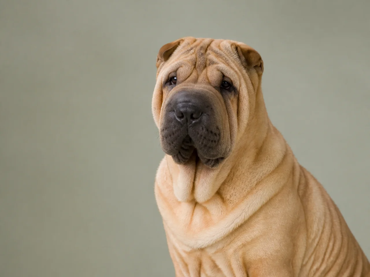 Healthy adult Chinese Shar-Pei breed portrait