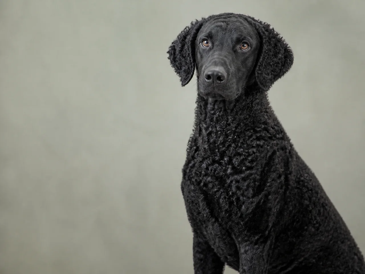 Healthy adult Curly-Coated Retriever breed portrait