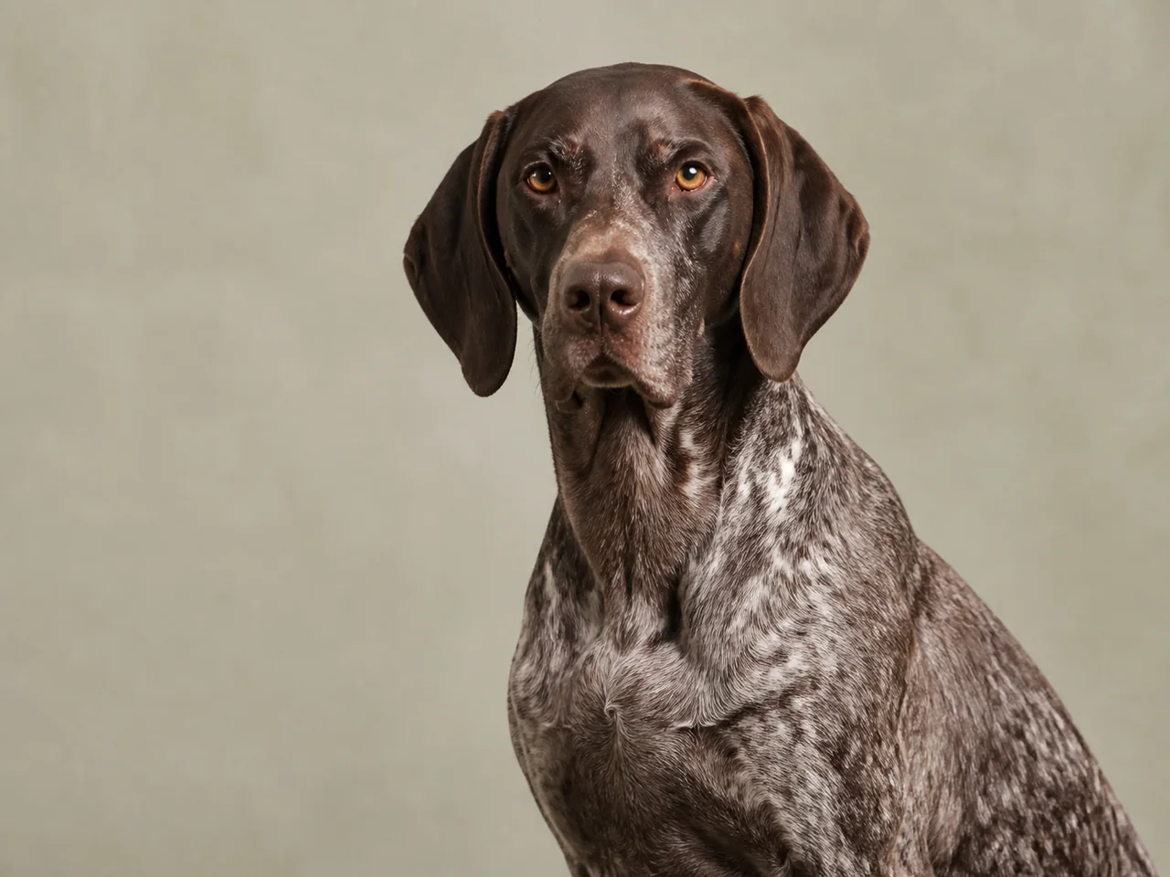 Healthy adult German Shorthaired Pointer breed portrait