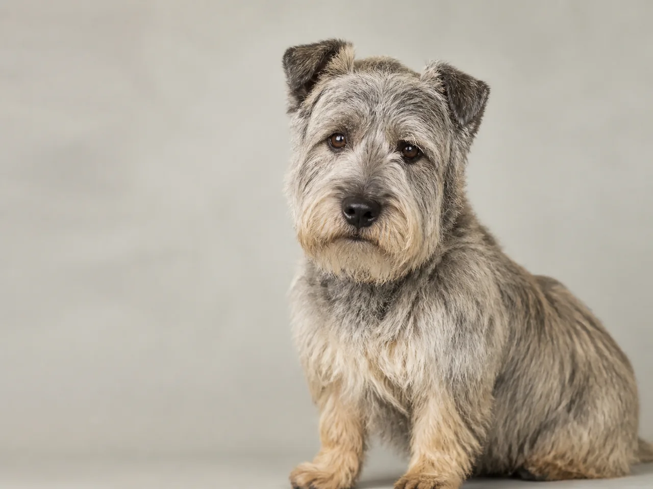 Healthy adult Glen of Imaal Terrier breed portrait