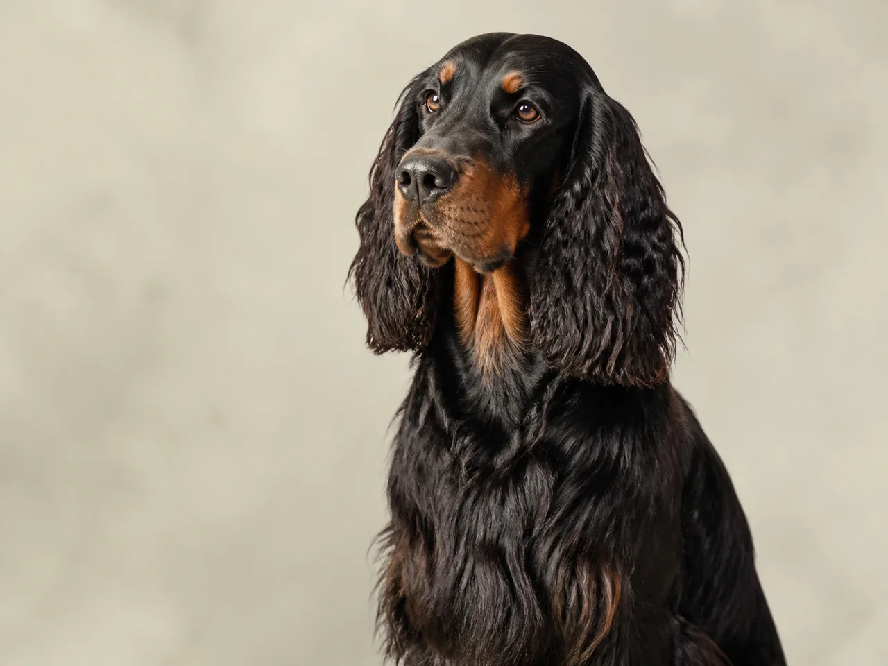 Healthy adult Gordon Setter breed portrait