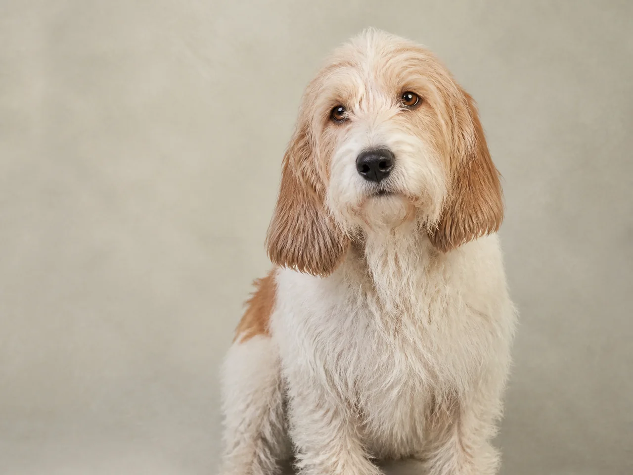 Healthy adult Petit Basset Griffon Vendéen breed portrait