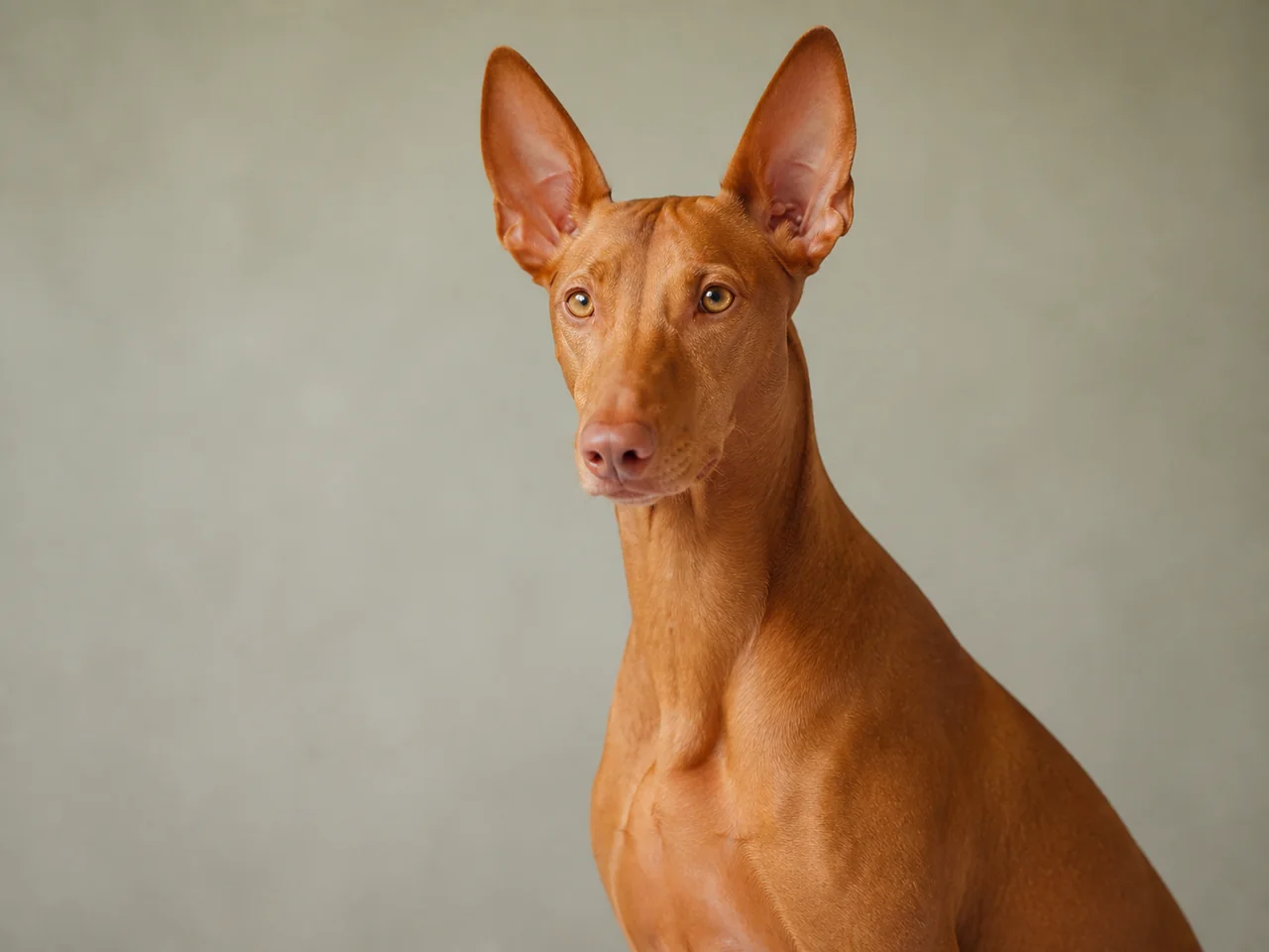 Healthy adult Pharaoh Hound breed portrait