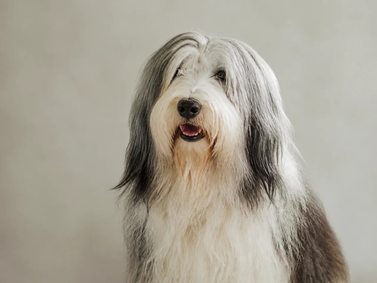 Healthy adult Polish Lowland Sheepdog breed portrait