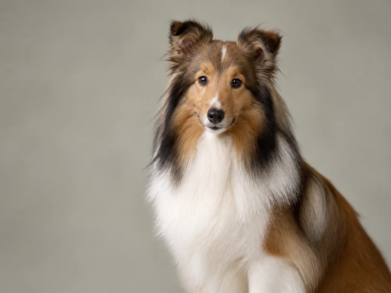 Healthy adult Shetland Sheepdog breed portrait