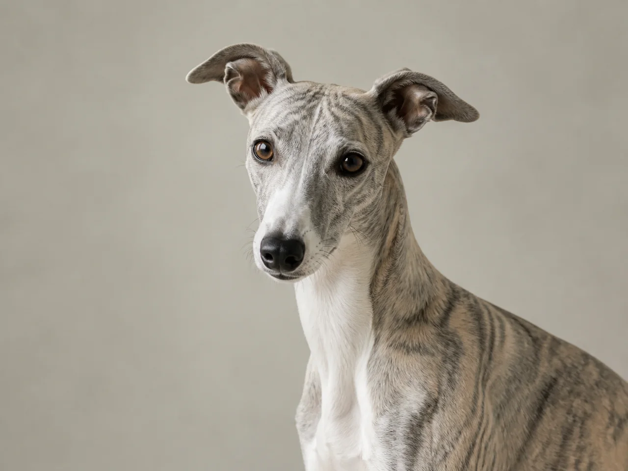 Healthy adult Whippet breed portrait